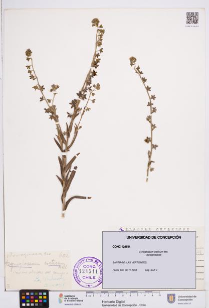 Cynoglossum creticum [Espécimen: ]
