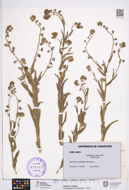Cynoglossum creticum [Espécimen: ]