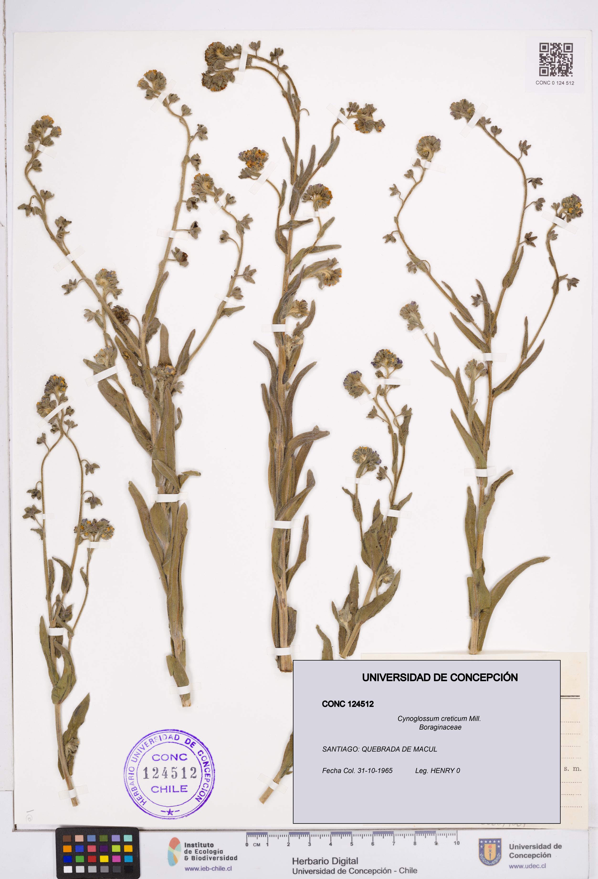 Cynoglossum creticum [Espécimen: ]
