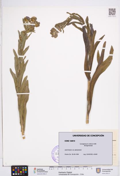 Cynoglossum creticum [Espécimen: ]
