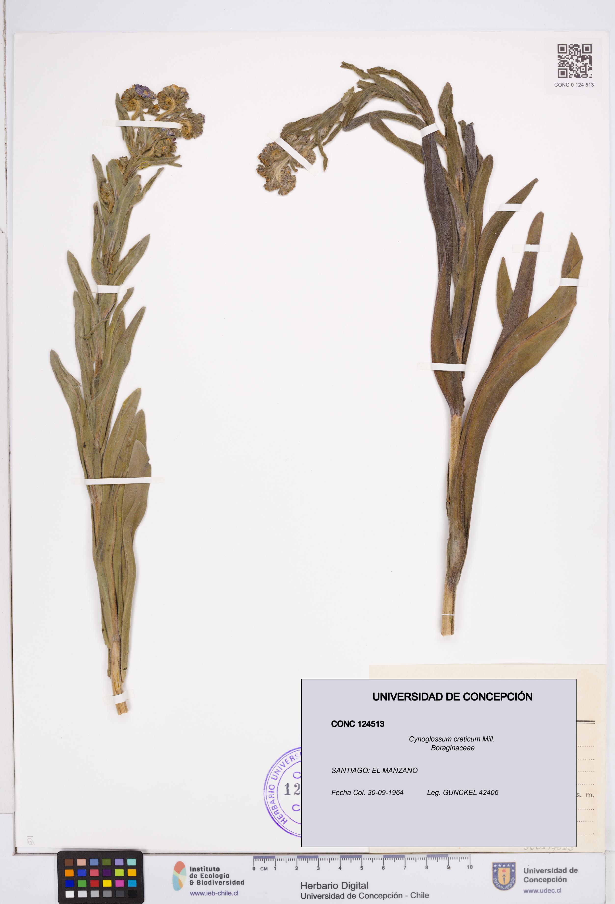 Cynoglossum creticum [Espécimen: ]