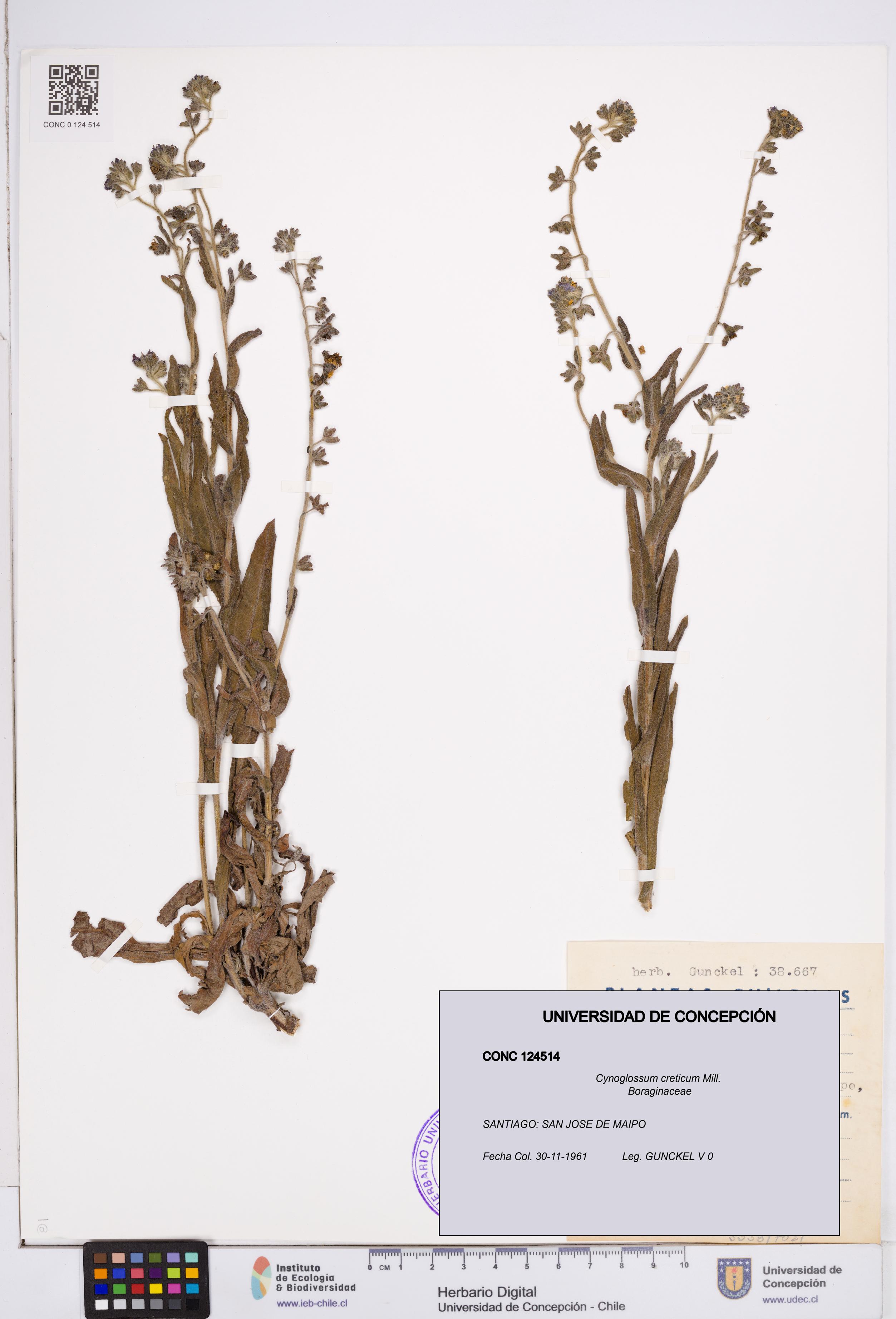 Cynoglossum creticum [Espécimen: ]