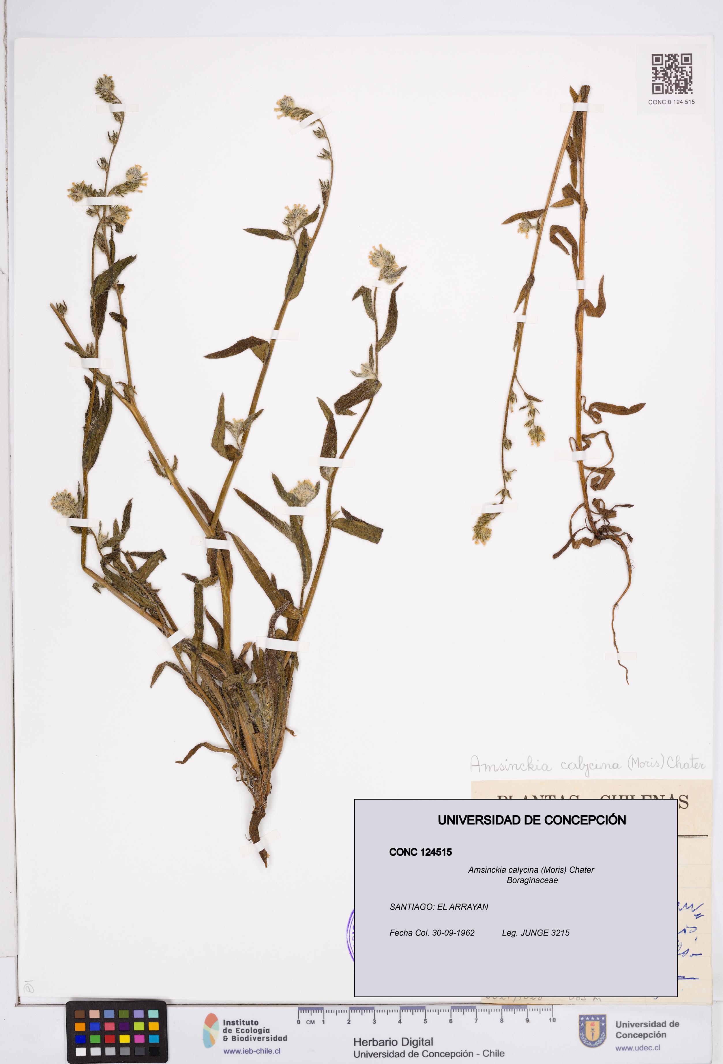 Amsinckia calycina [Espécimen: ]