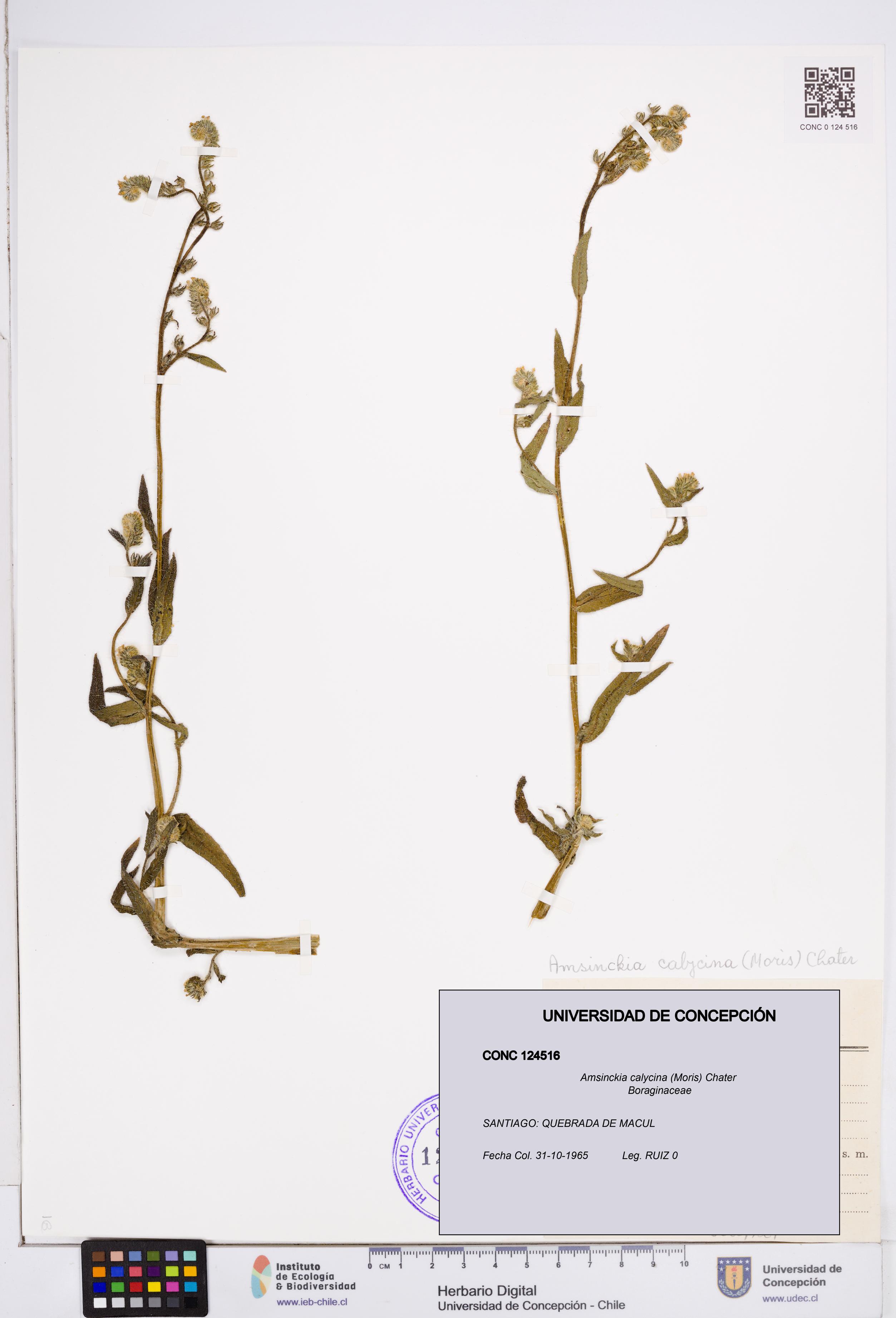 Amsinckia calycina [Espécimen: ]