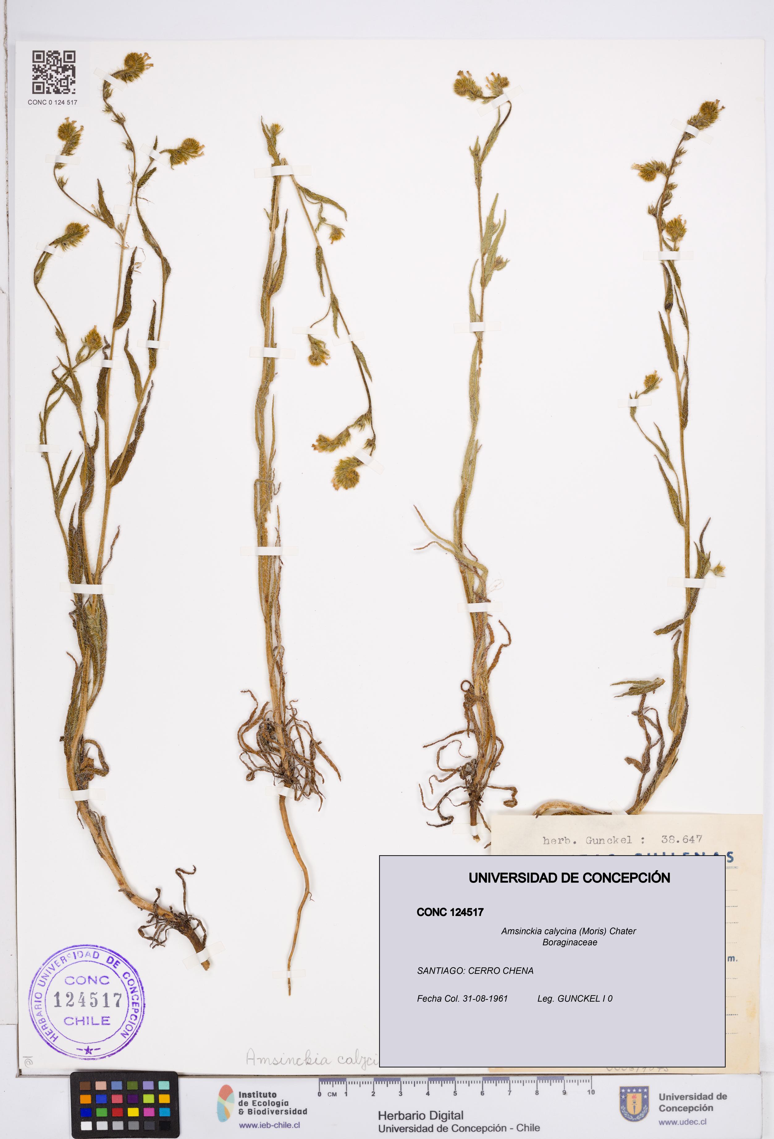 Amsinckia calycina [Espécimen: ]