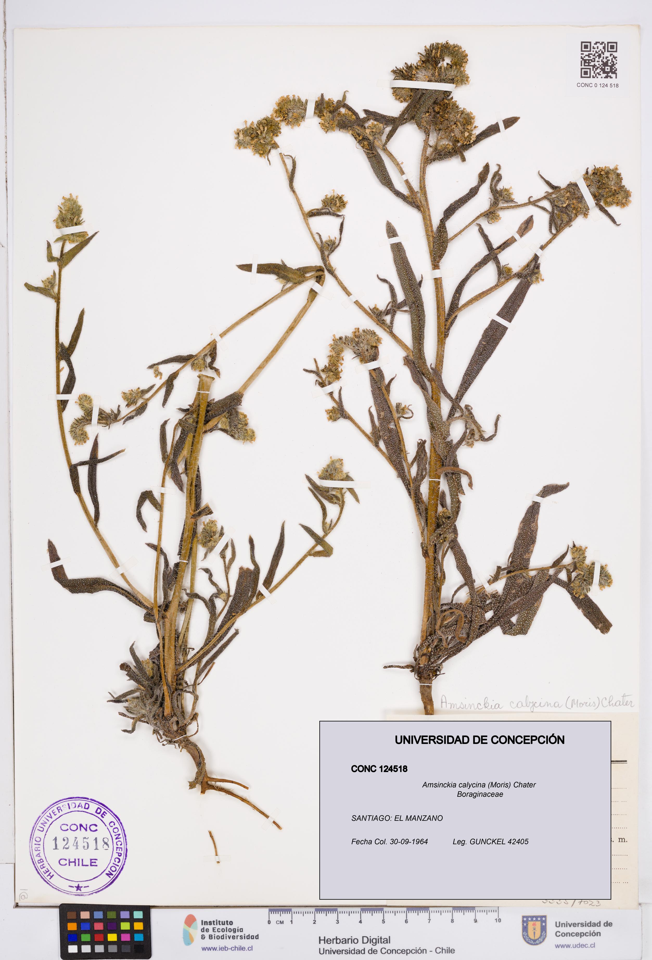 Amsinckia calycina [Espécimen: ]