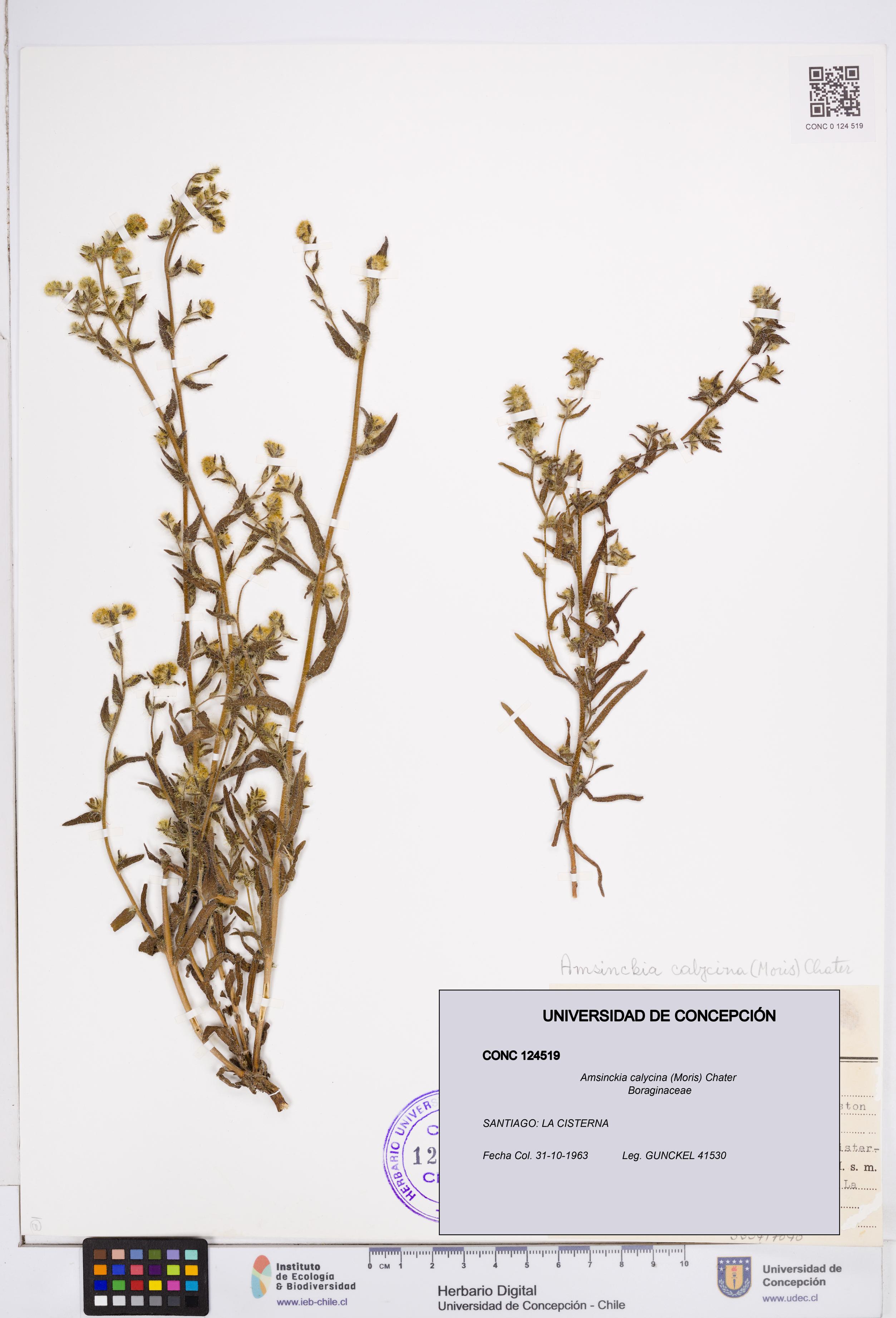 Amsinckia calycina [Espécimen: ]