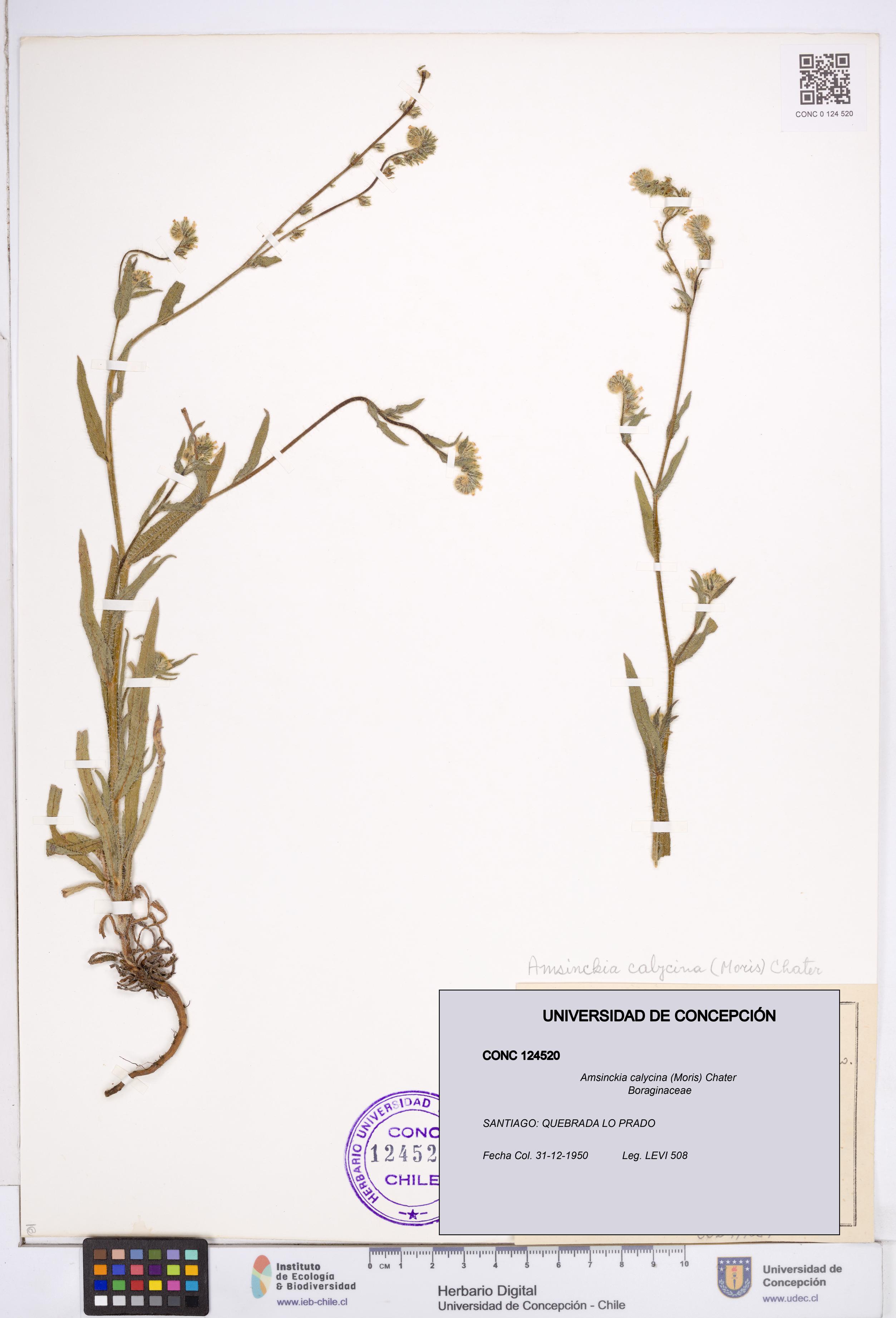 Amsinckia calycina [Espécimen: ]