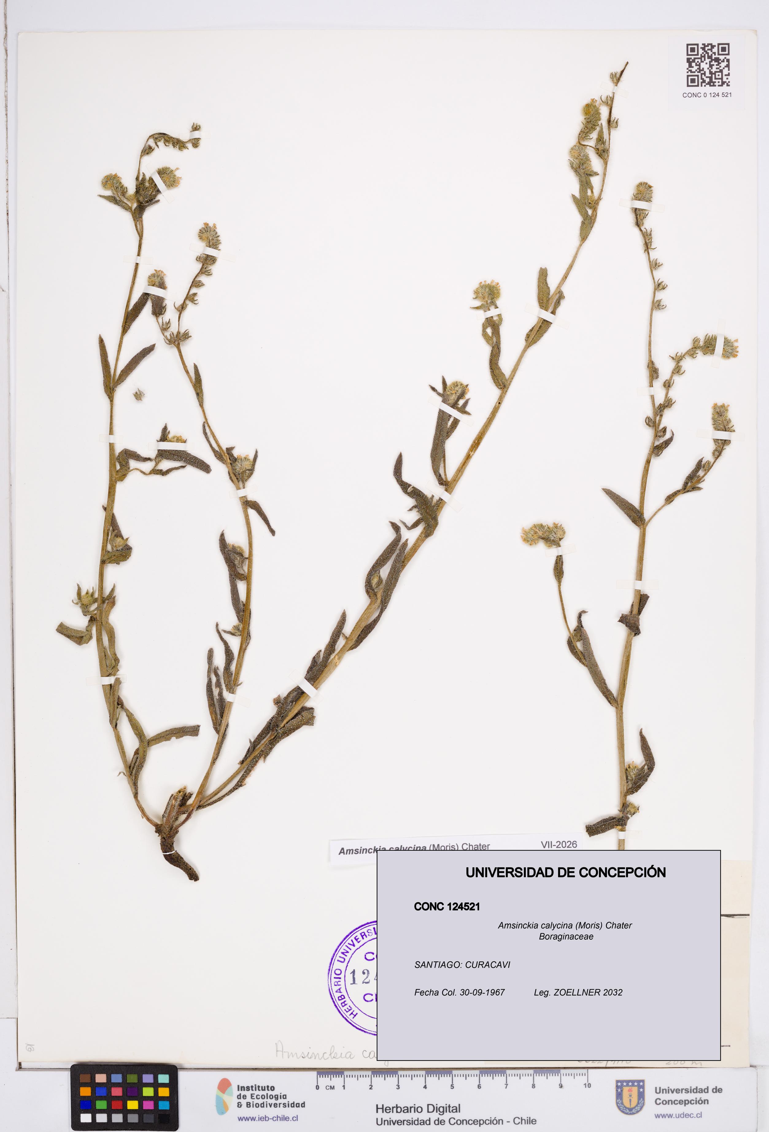 Amsinckia calycina [Espécimen: ]