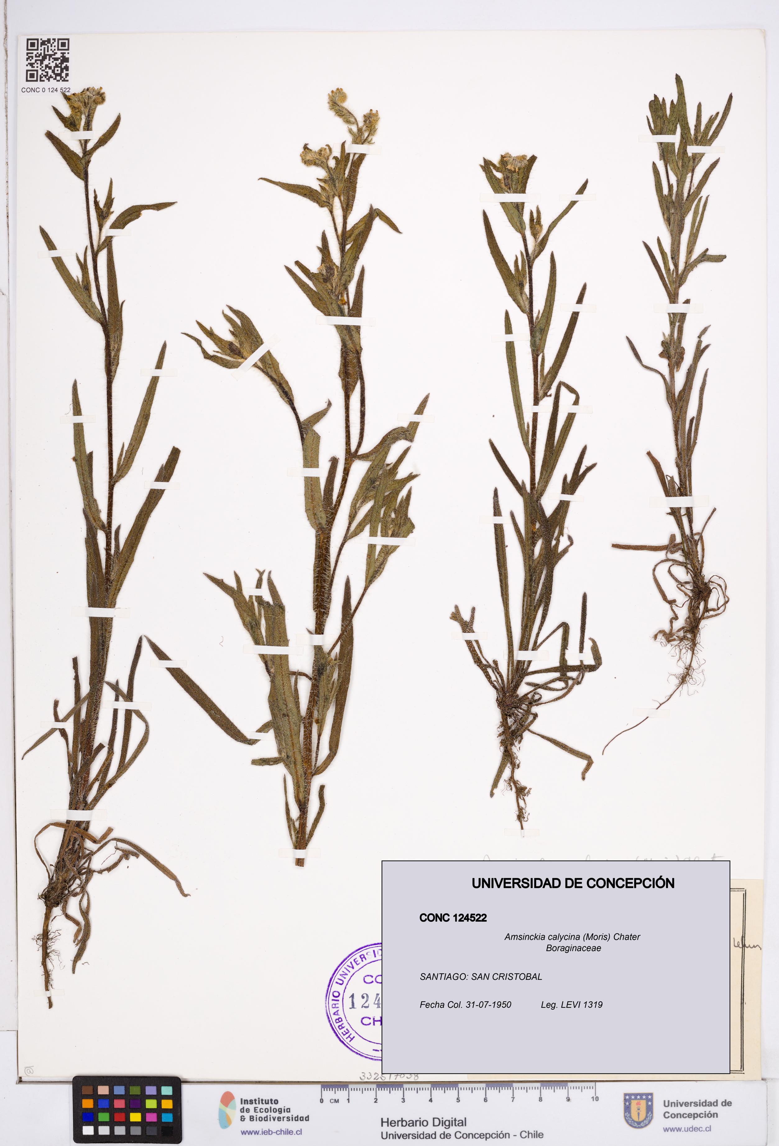 Amsinckia calycina [Espécimen: ]