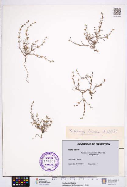 Pectocarya linearis [Espécimen: ]