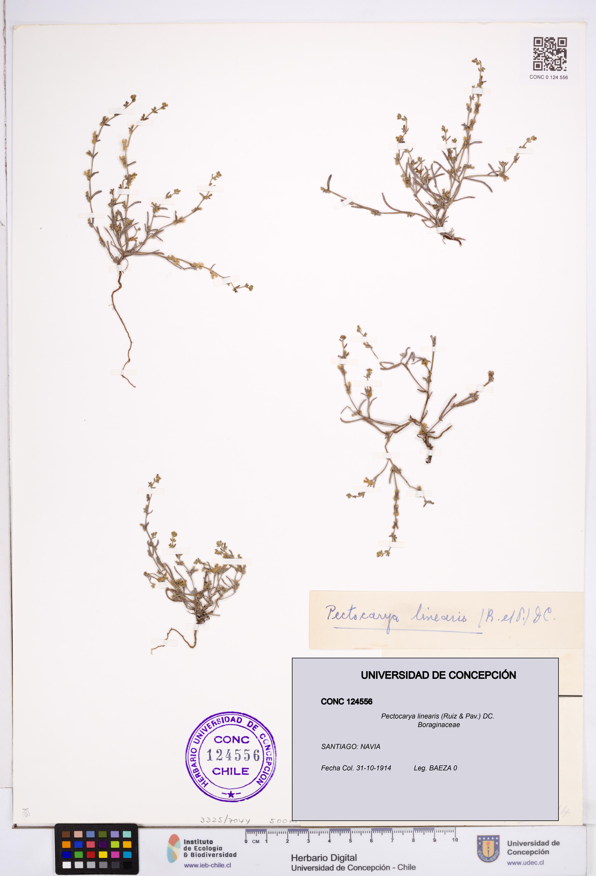 Pectocarya linearis [Espécimen: ]