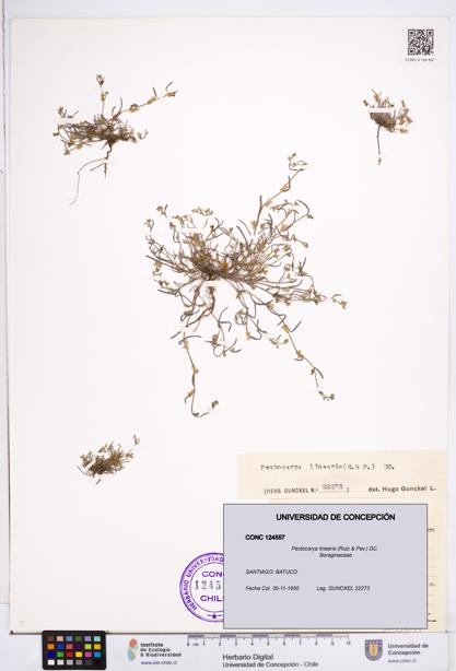 Pectocarya linearis [Espécimen: ]