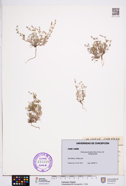 Pectocarya linearis [Espécimen: ]