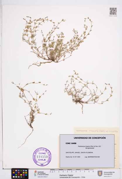 Pectocarya linearis [Espécimen: ]