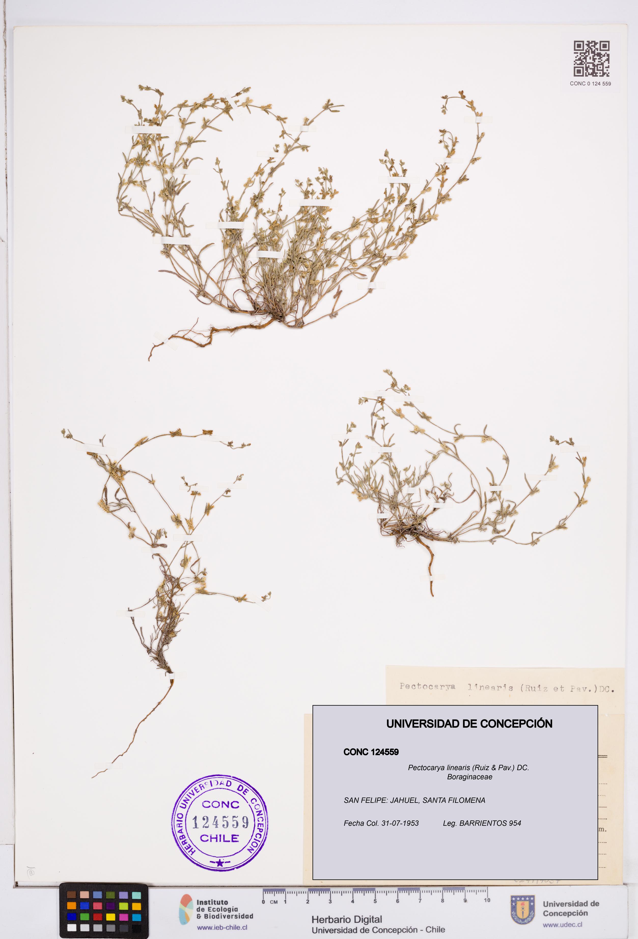 Pectocarya linearis [Espécimen: ]