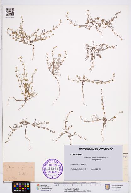 Pectocarya linearis [Espécimen: ]