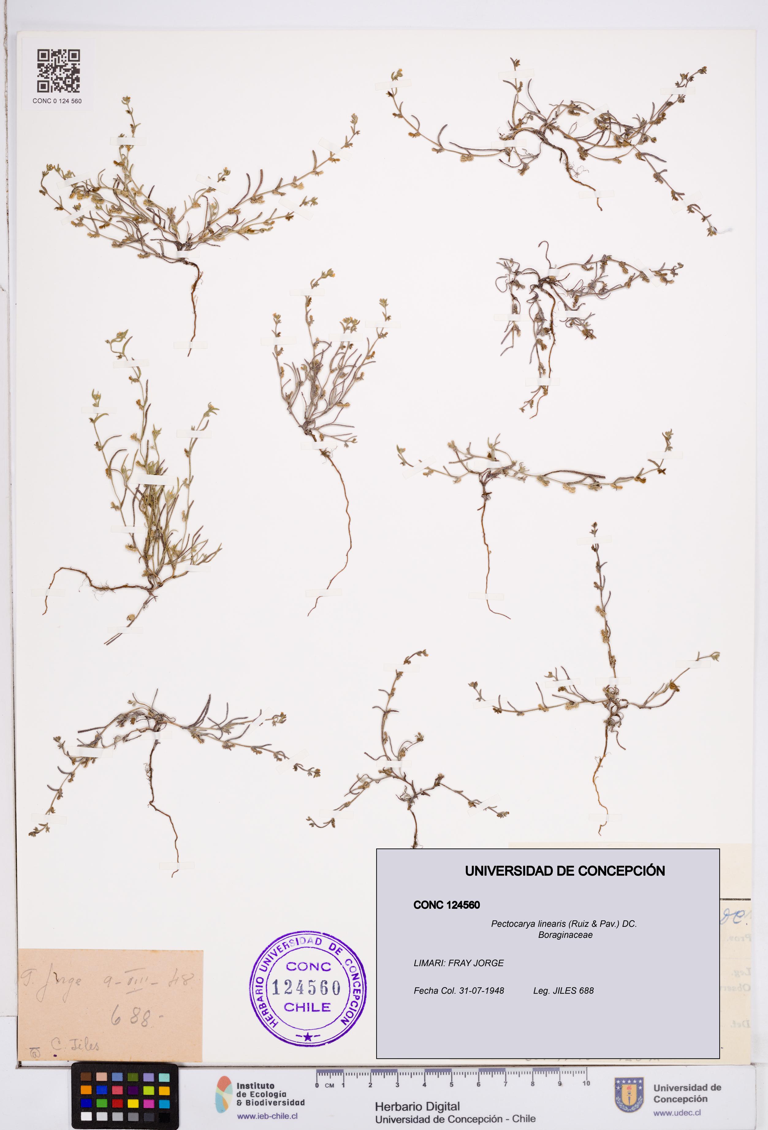 Pectocarya linearis [Espécimen: ]