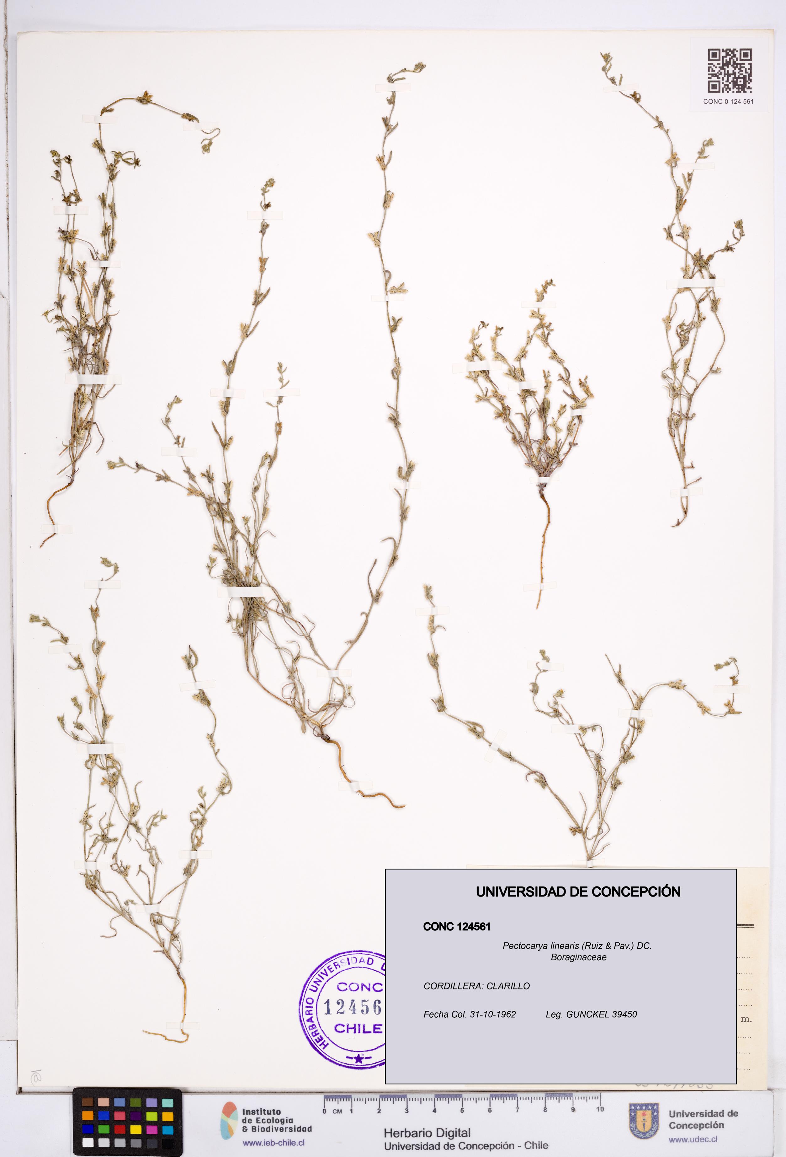 Pectocarya linearis [Espécimen: ]