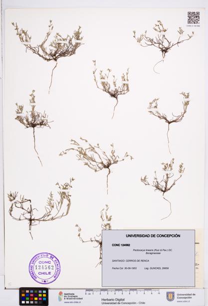Pectocarya linearis [Espécimen: ]