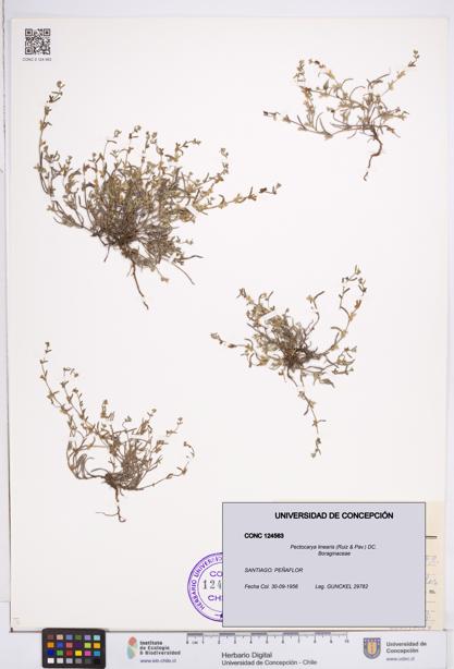 Pectocarya linearis [Espécimen: ]