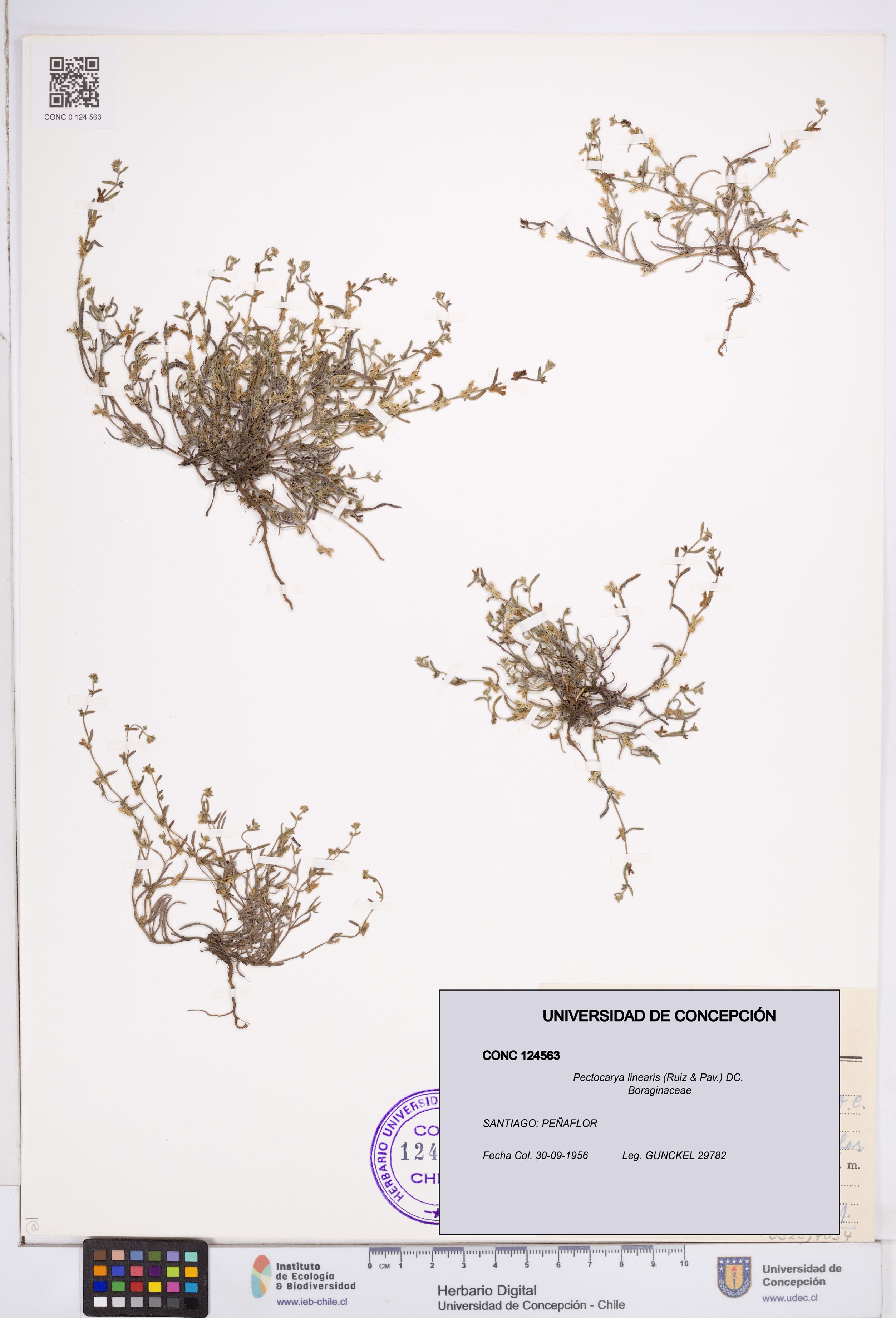 Pectocarya linearis [Espécimen: ]