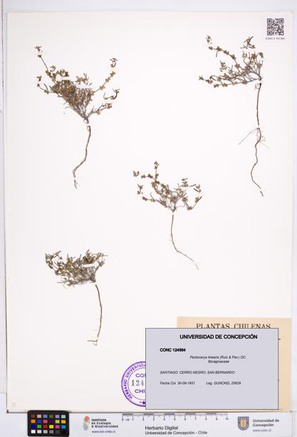 Pectocarya linearis [Espécimen: ]