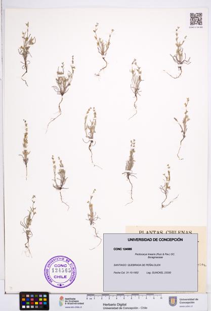 Pectocarya linearis [Espécimen: ]