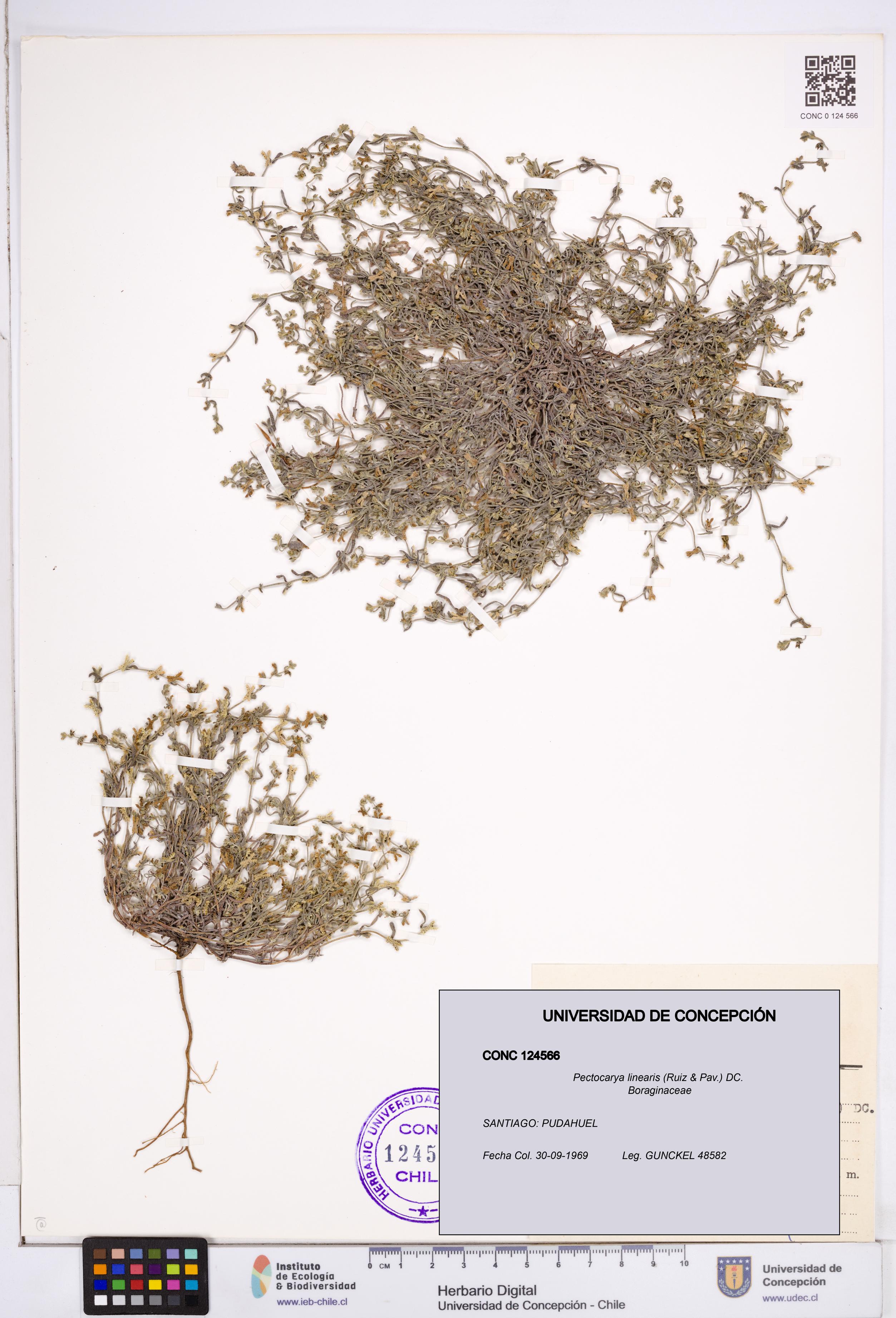 Pectocarya linearis [Espécimen: ]