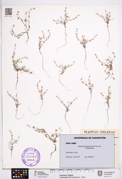Pectocarya linearis [Espécimen: ]