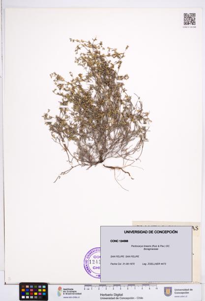 Pectocarya linearis [Espécimen: ]