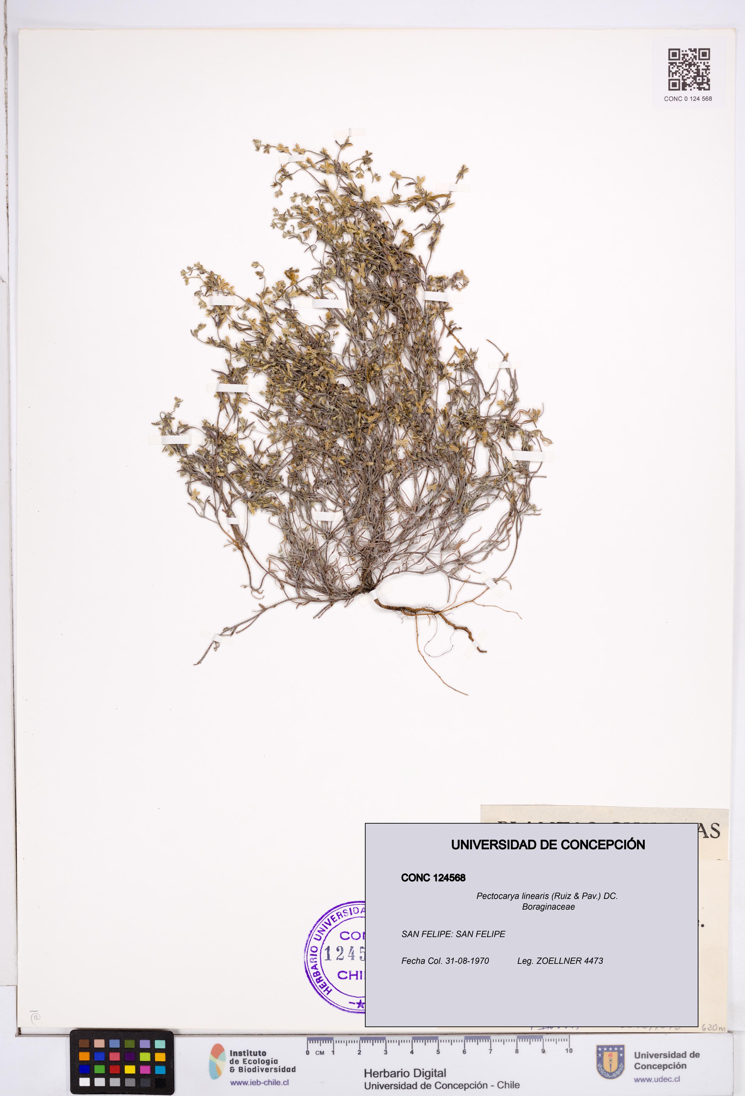 Pectocarya linearis [Espécimen: ]