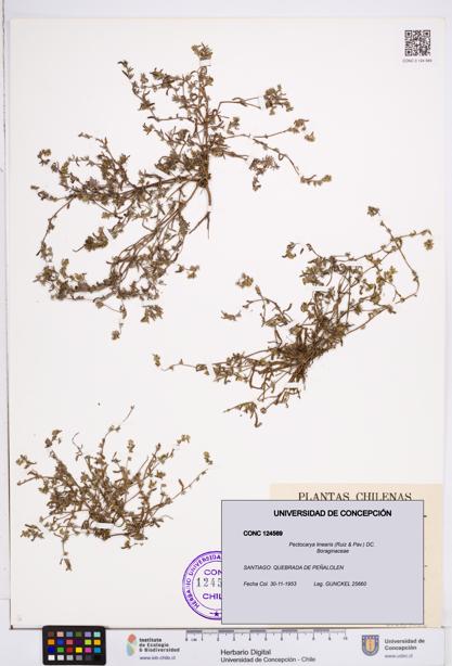 Pectocarya linearis [Espécimen: ]
