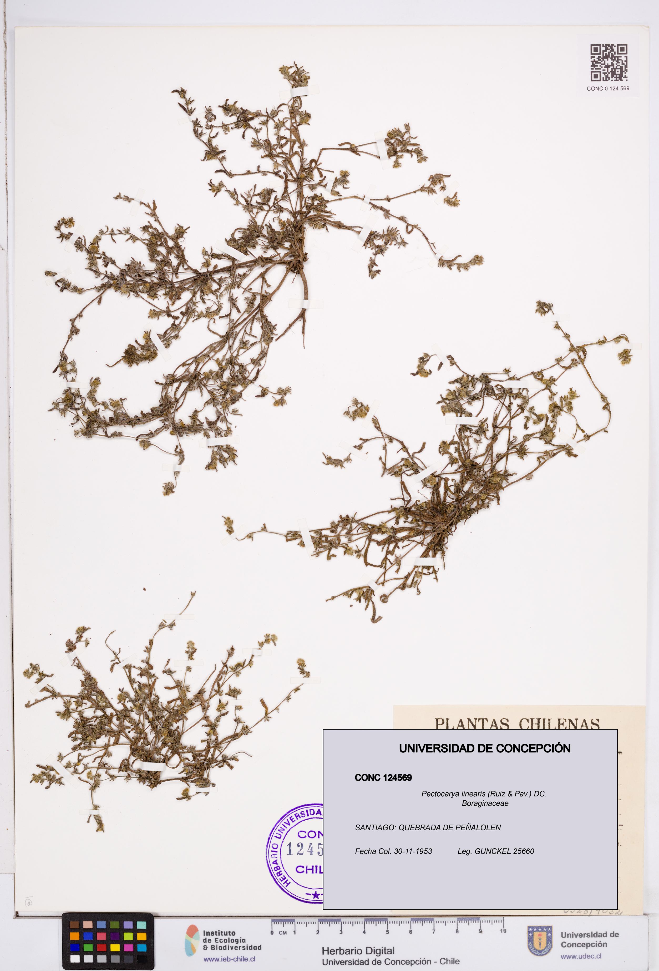 Pectocarya linearis [Espécimen: ]