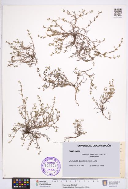 Pectocarya linearis [Espécimen: ]