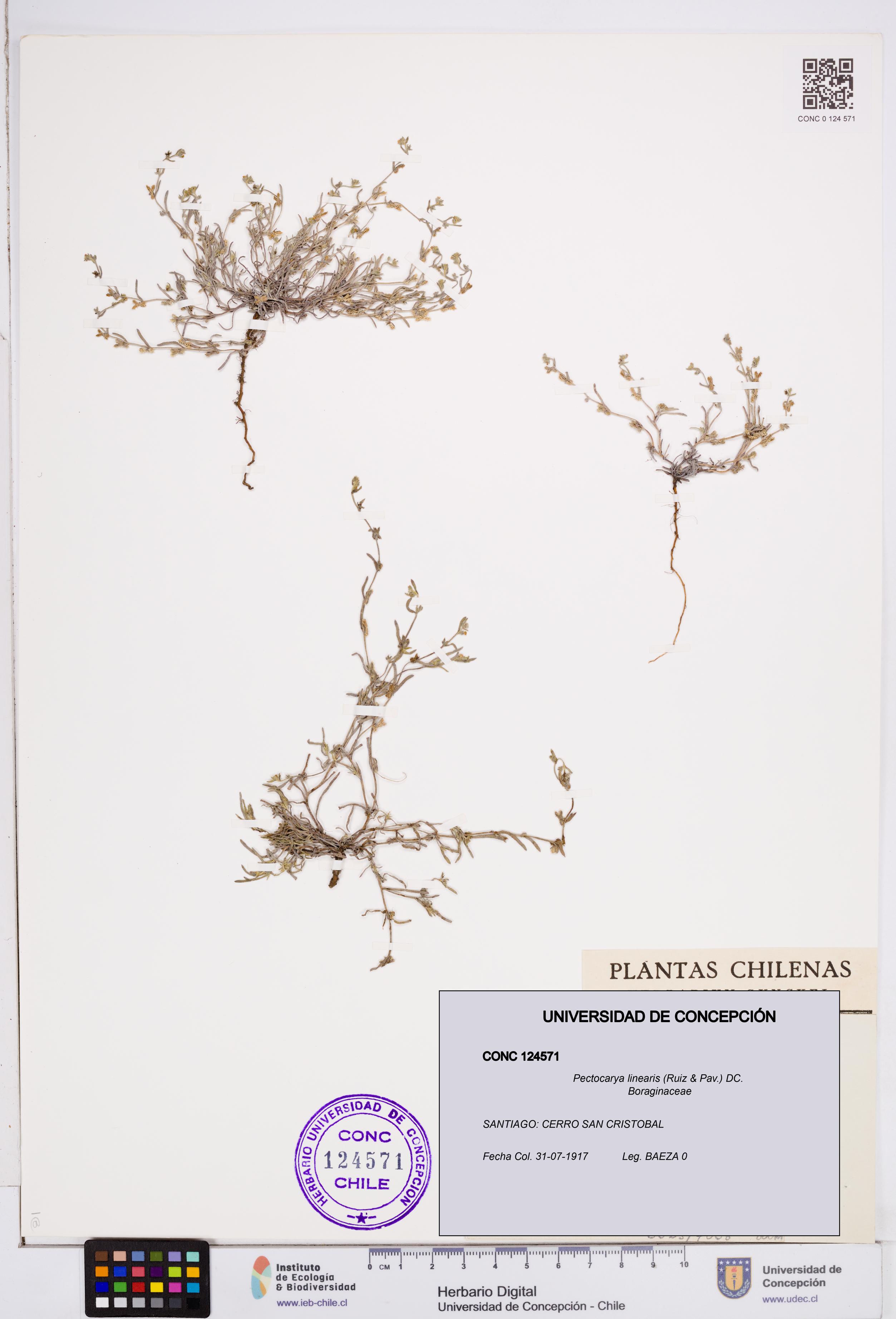 Pectocarya linearis [Espécimen: ]
