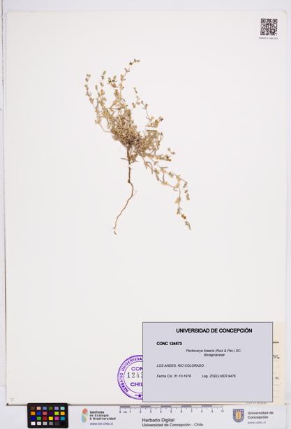 Pectocarya linearis [Espécimen: ]