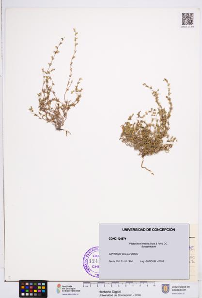 Pectocarya linearis [Espécimen: ]