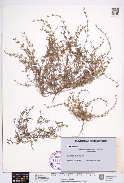 Pectocarya linearis [Espécimen: ]