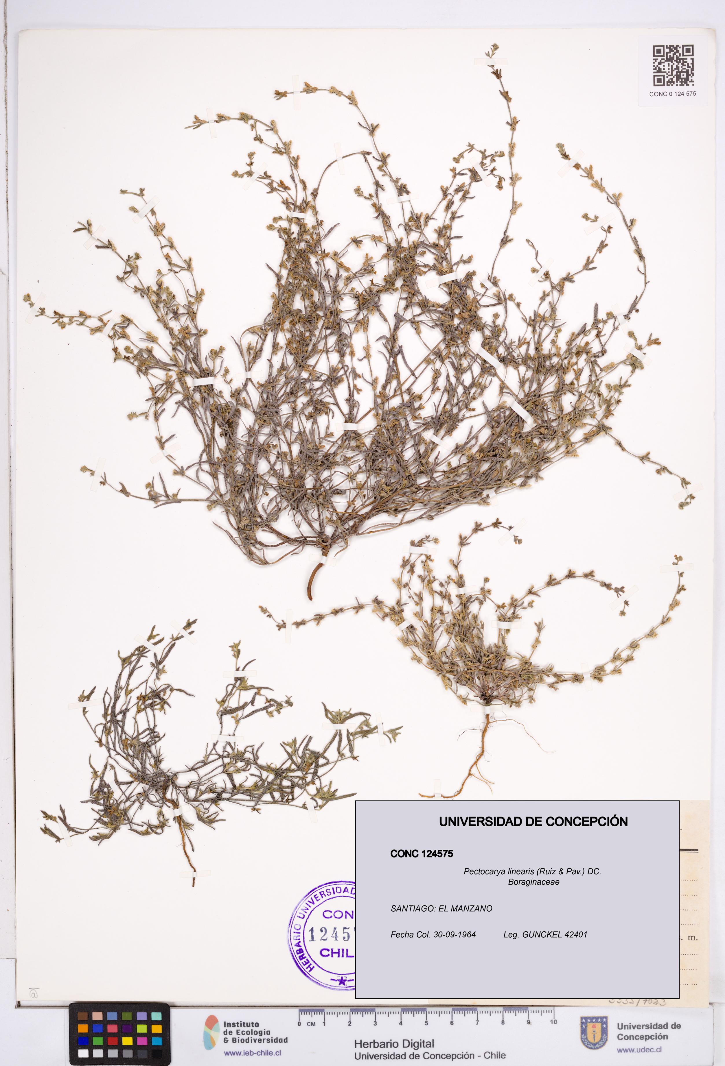 Pectocarya linearis [Espécimen: ]