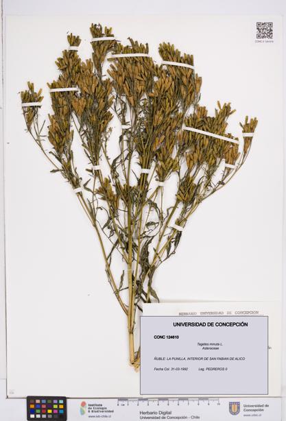 Tagetes minuta [Espécimen: ]