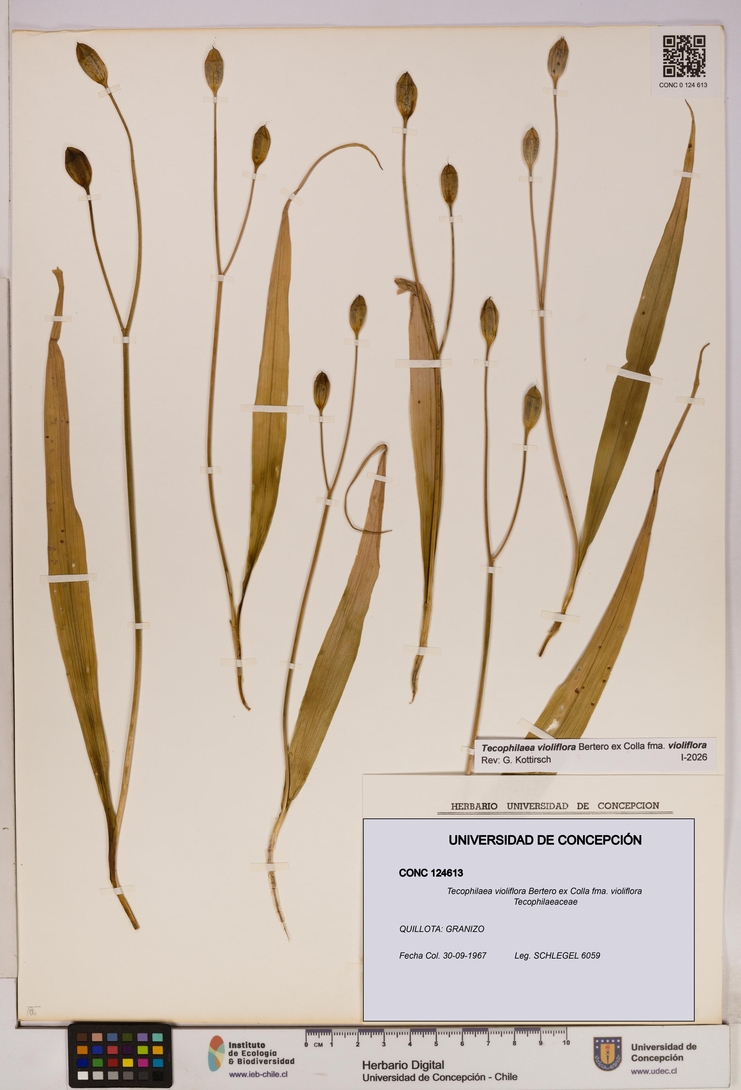 Tecophilaea violiflora fma. violiflora [Espécimen: UDEC:CONC:0124613]