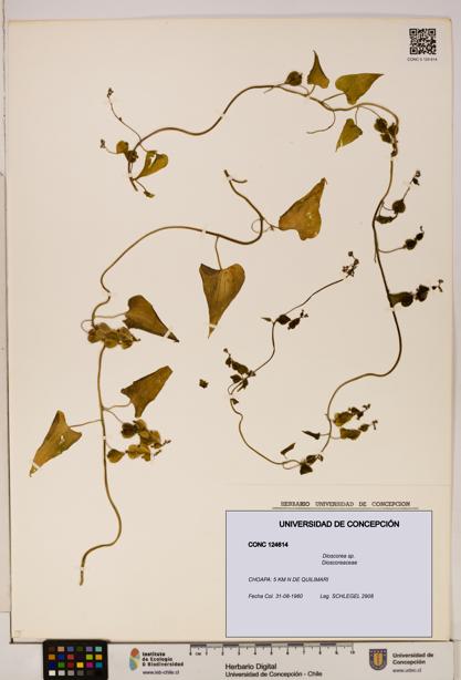 Dioscorea sp. [Espécimen: ]