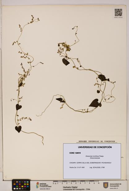 Dioscorea humifusa [Espécimen: ]