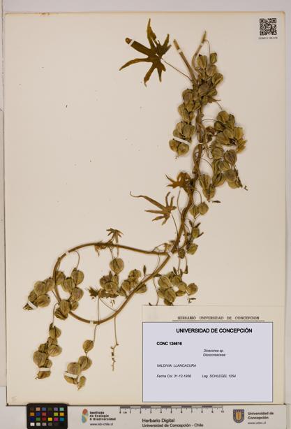 Dioscorea sp. [Espécimen: ]