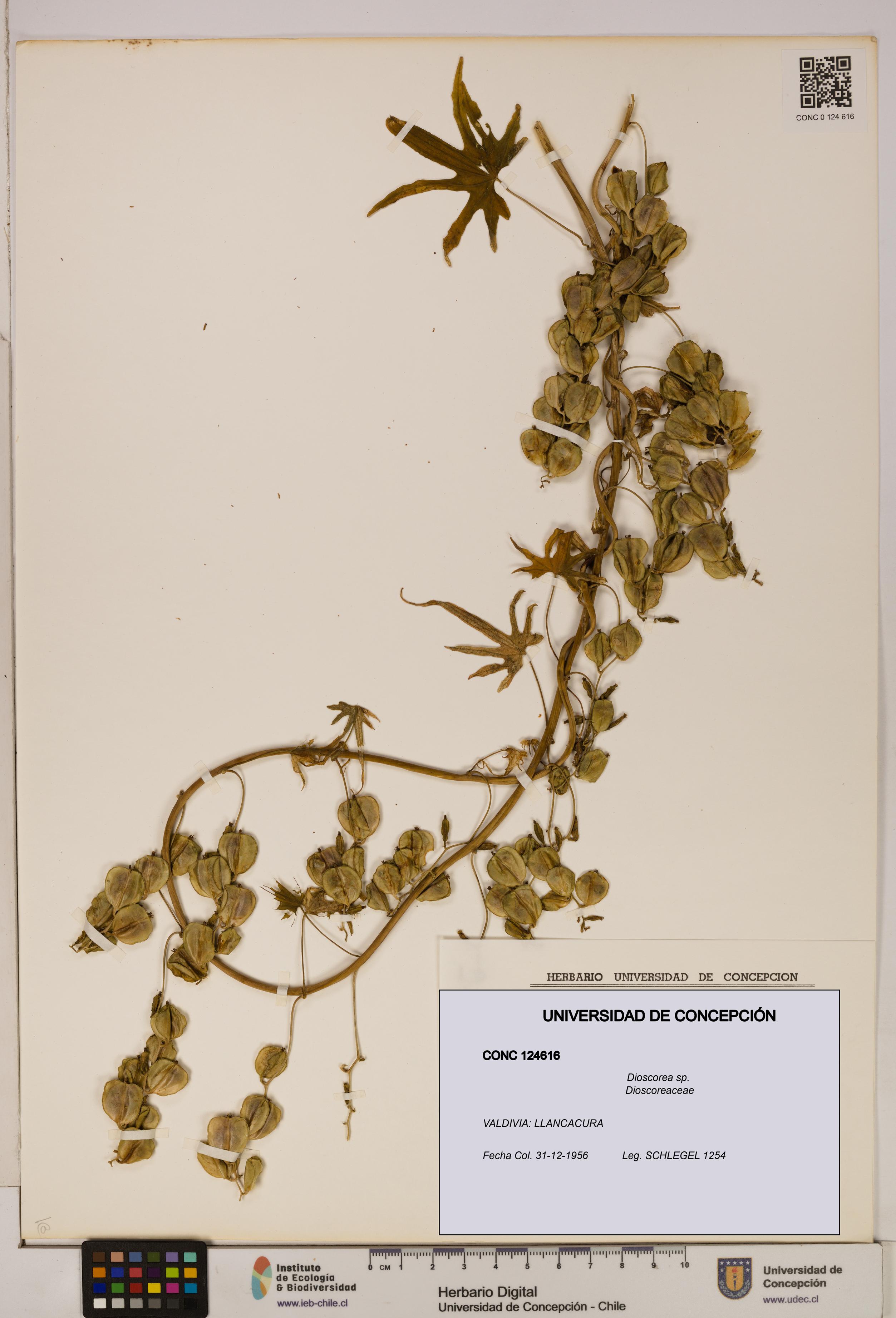 Dioscorea sp. [Espécimen: ]