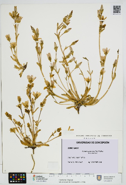 Gentianella ottonis [Espécimen: UDEC:CONC:0124617]