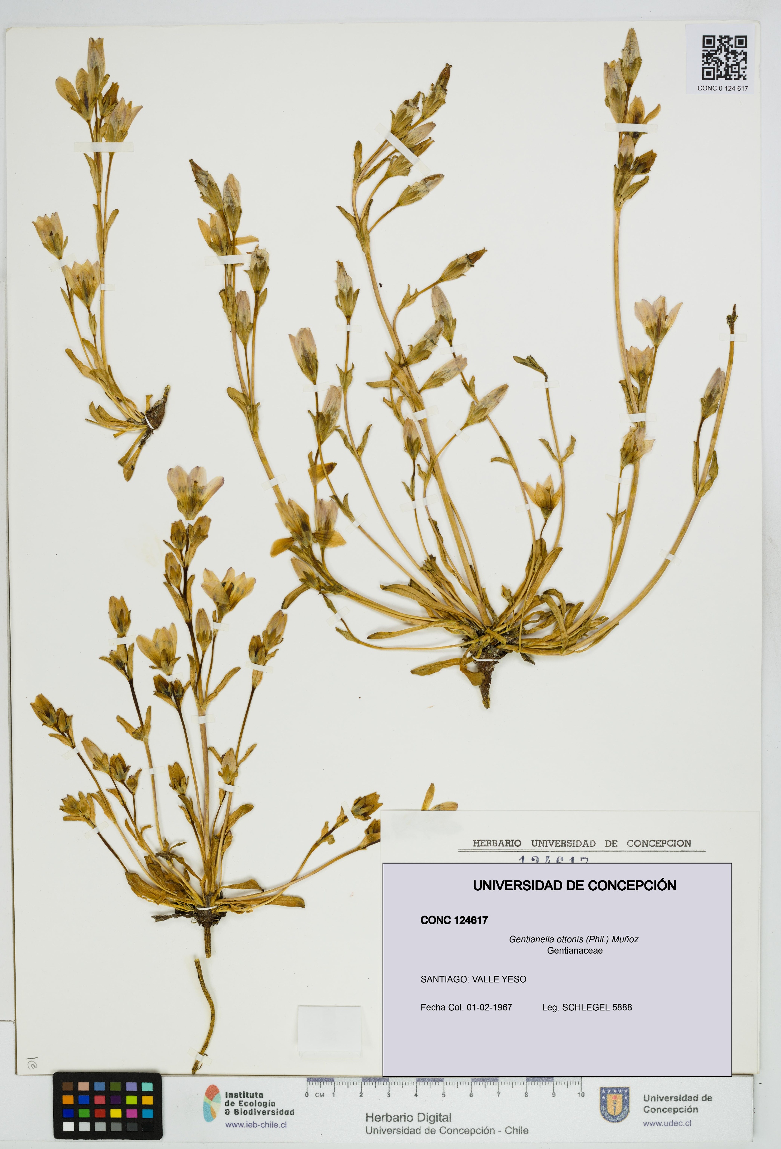 Gentianella ottonis [Espécimen: UDEC:CONC:0124617]