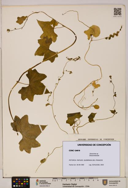 Dioscorea sp. [Espécimen: ]