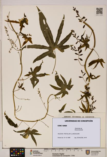 Dioscorea sp. [Espécimen: ]